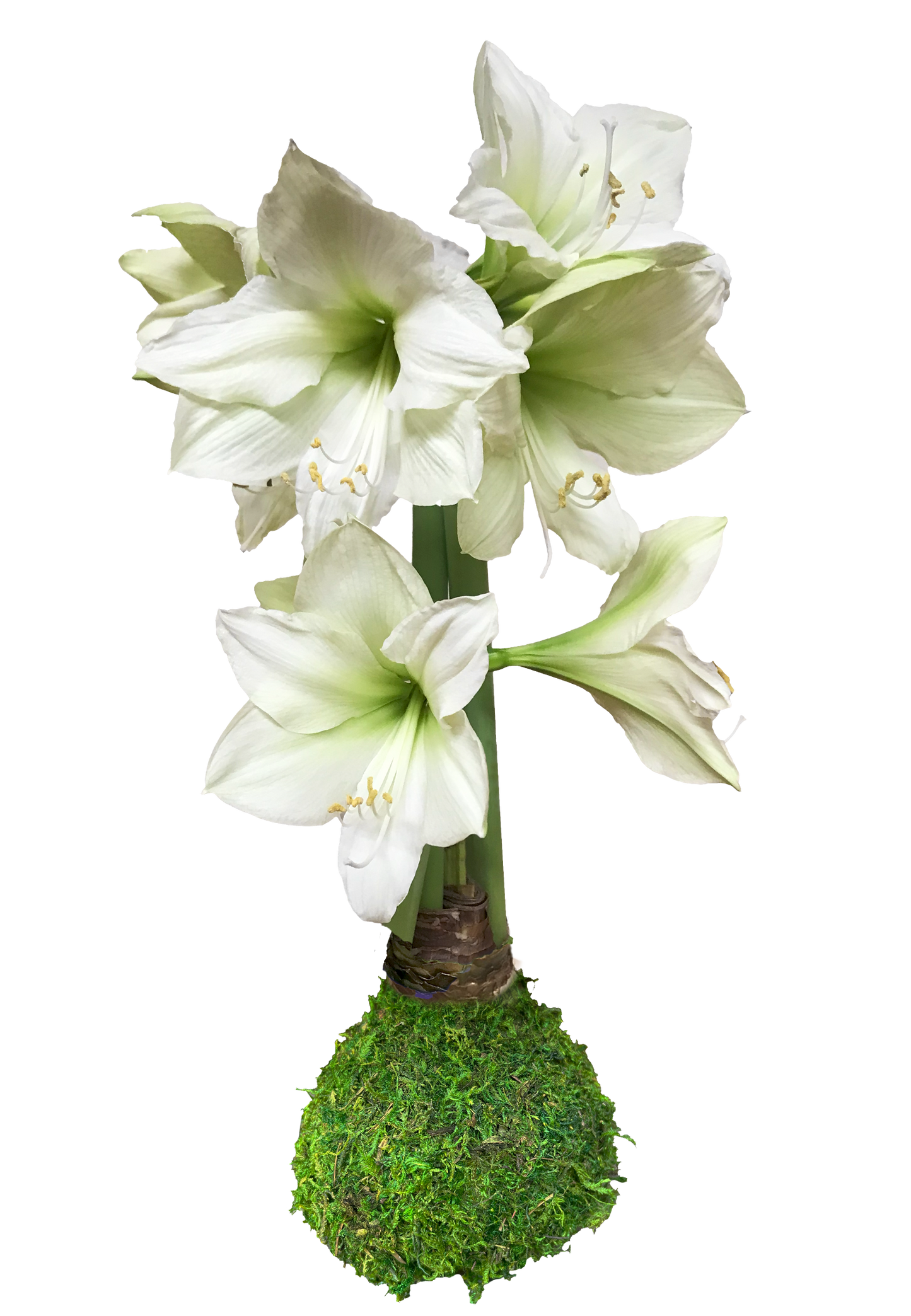 Luna Amaryllis with Moss Base 36+ 18 Bulbs/Case
